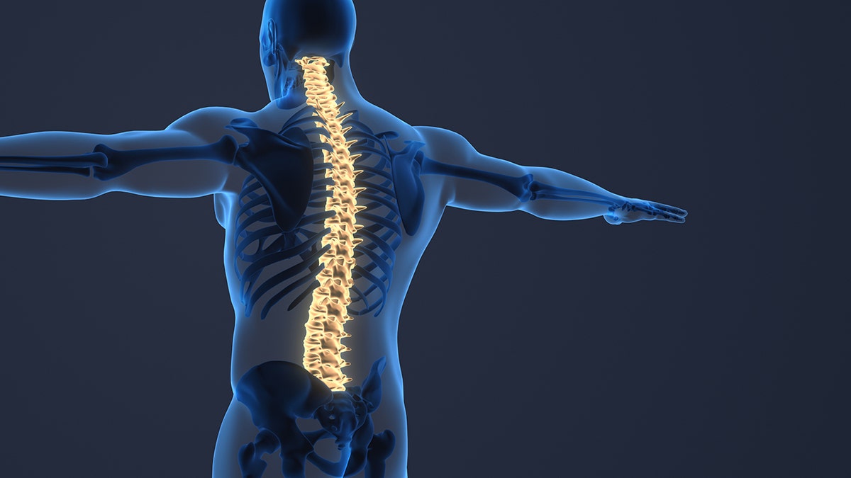 Spine diagram, 3D model.