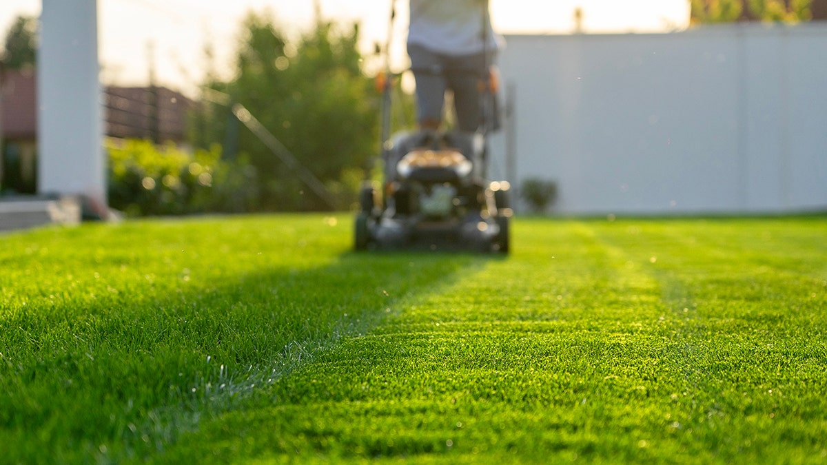 Low view on the floor of a man who cuts the grass, only torso and below the image.