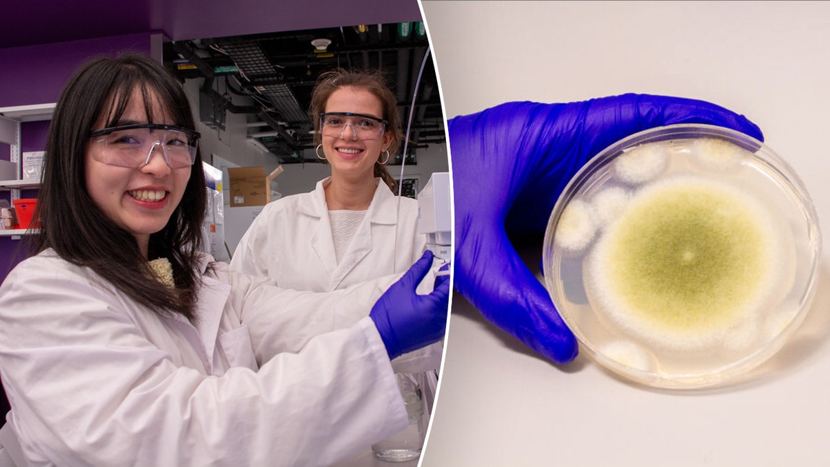 Fungal Cancer Research